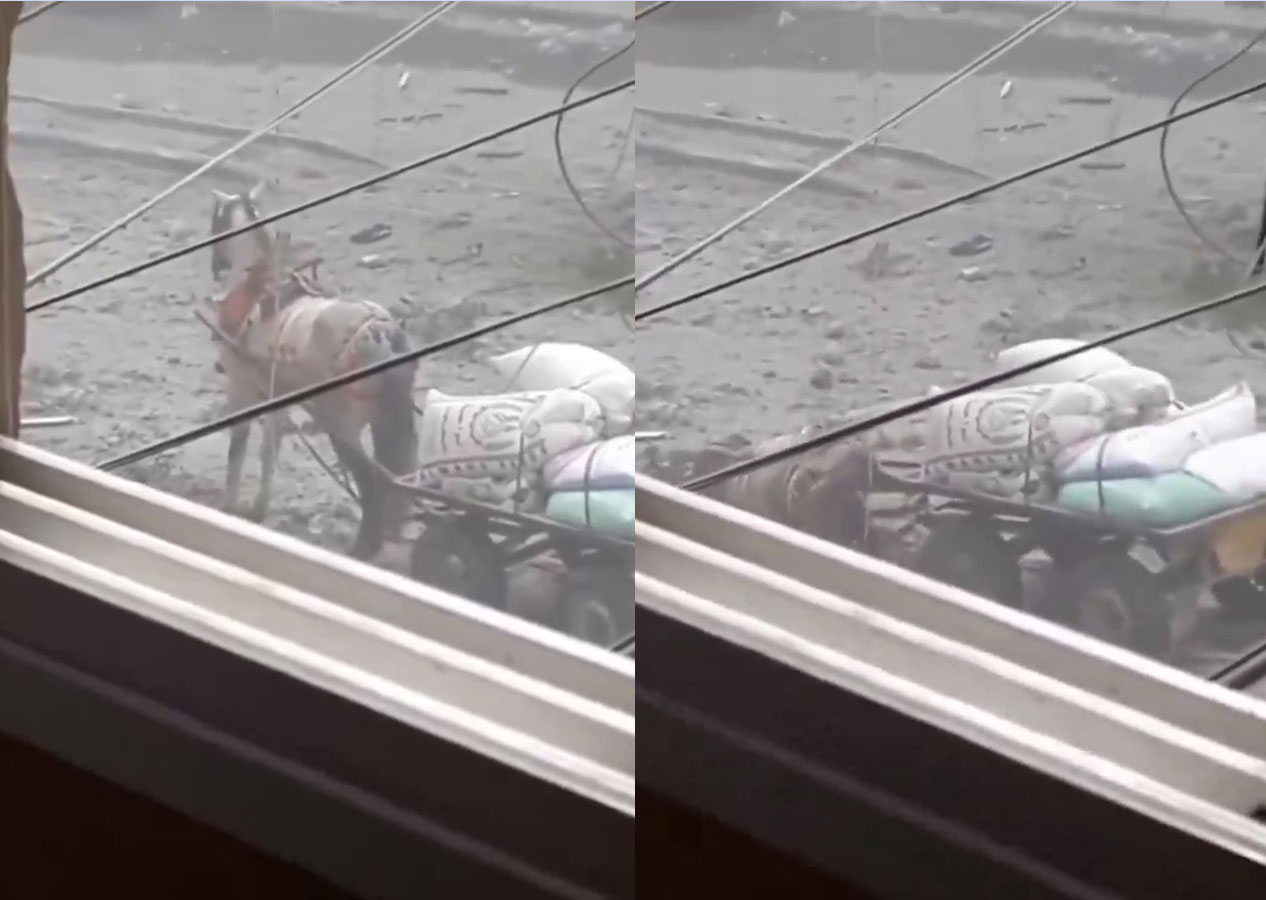 İsrail askerleri un çuvalı taşıyan atı böyle infaz etti görüntüler isyan ettirdi