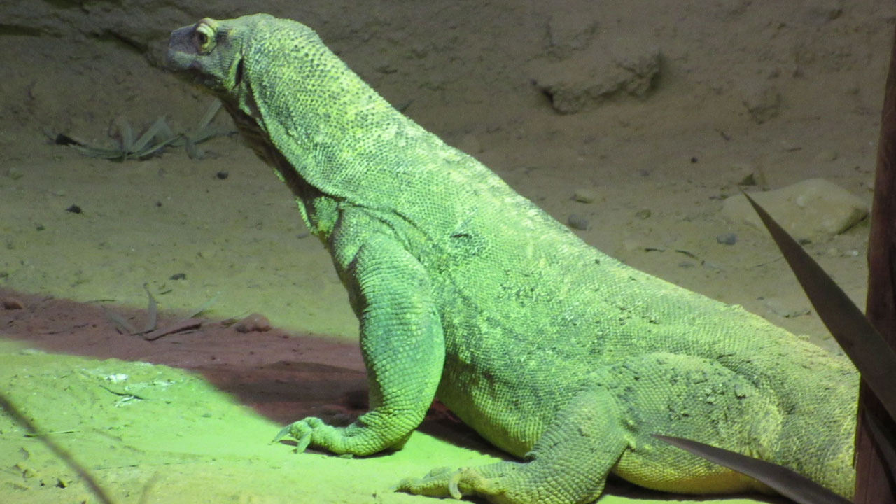 DMM, "Ege Sahili'nde 'yeşil Komodo ejderi' görüldü" iddiasını yalanladı: