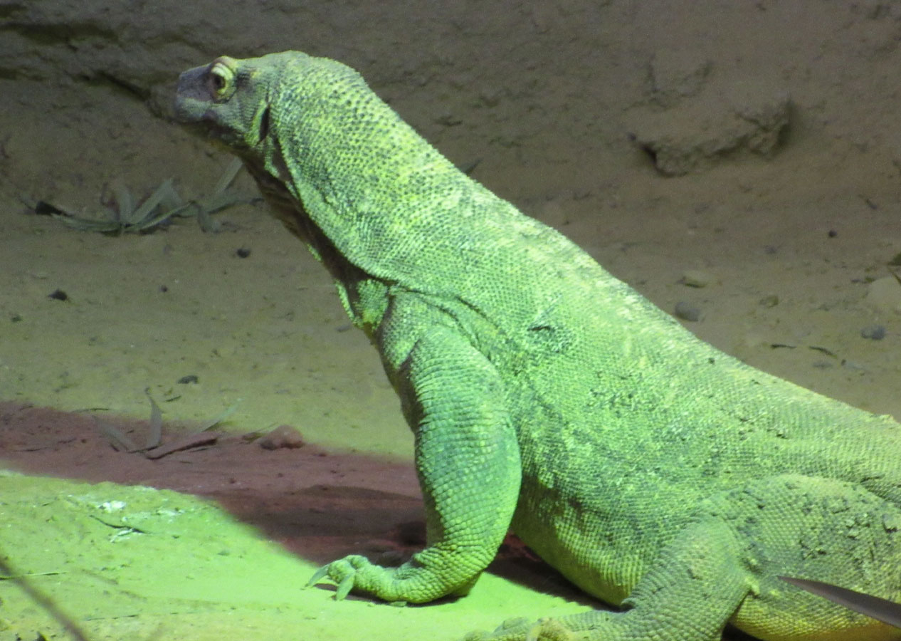 DMM, "Ege Sahili'nde 'yeşil Komodo ejderi' görüldü" iddiasını yalanladı: