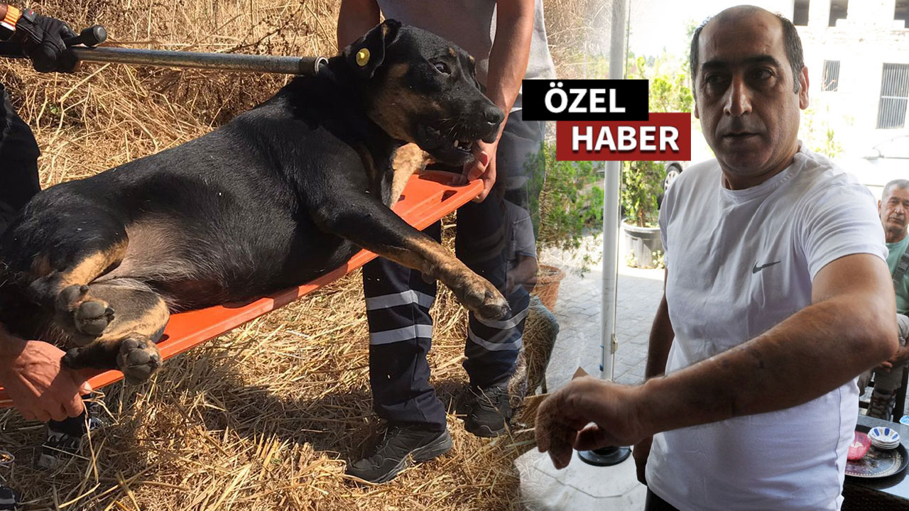 Köpeklerin parçaladığı gencin kuzeni de ölümden dönmüş