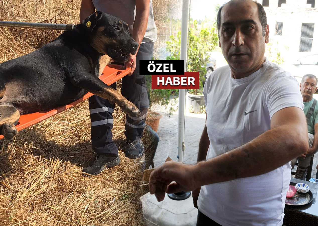 Köpeklerin parçaladığı gencin kuzeni de ölümden dönmüş