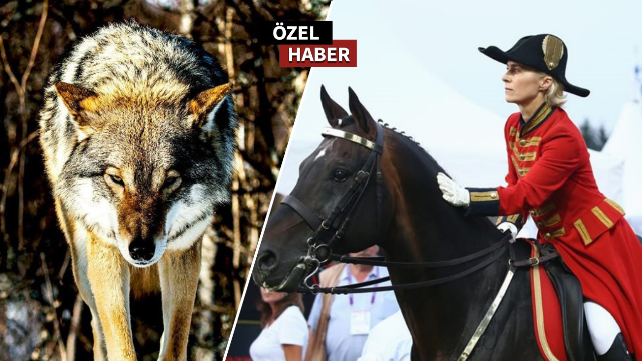 Leyen'in atıyla başladı... Avrupa Birliği 'kurtlara' savaş açtı!