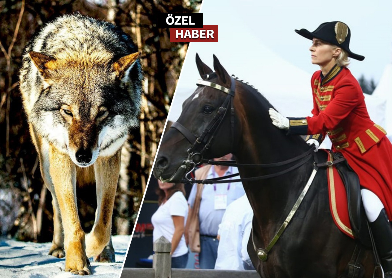Leyen'in atıyla başladı... Avrupa Birliği 'kurtlara' savaş açtı!