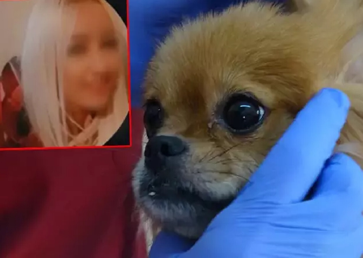 Eski erkek arkadaşın şikayetiyle vahşet ortaya çıktı: Evde köpeklere işkence skandalı