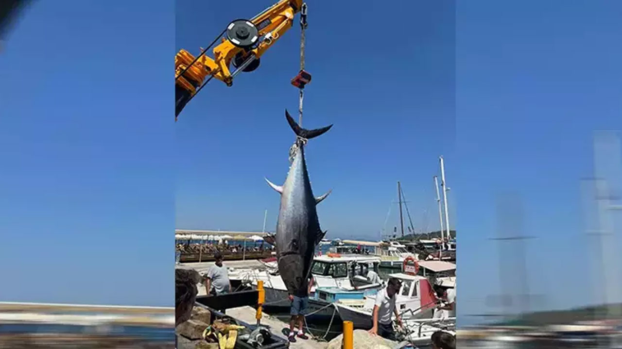 Amatör balıkçılar yakaladı! Dev orkinos ancak vinçle taşınabildi!