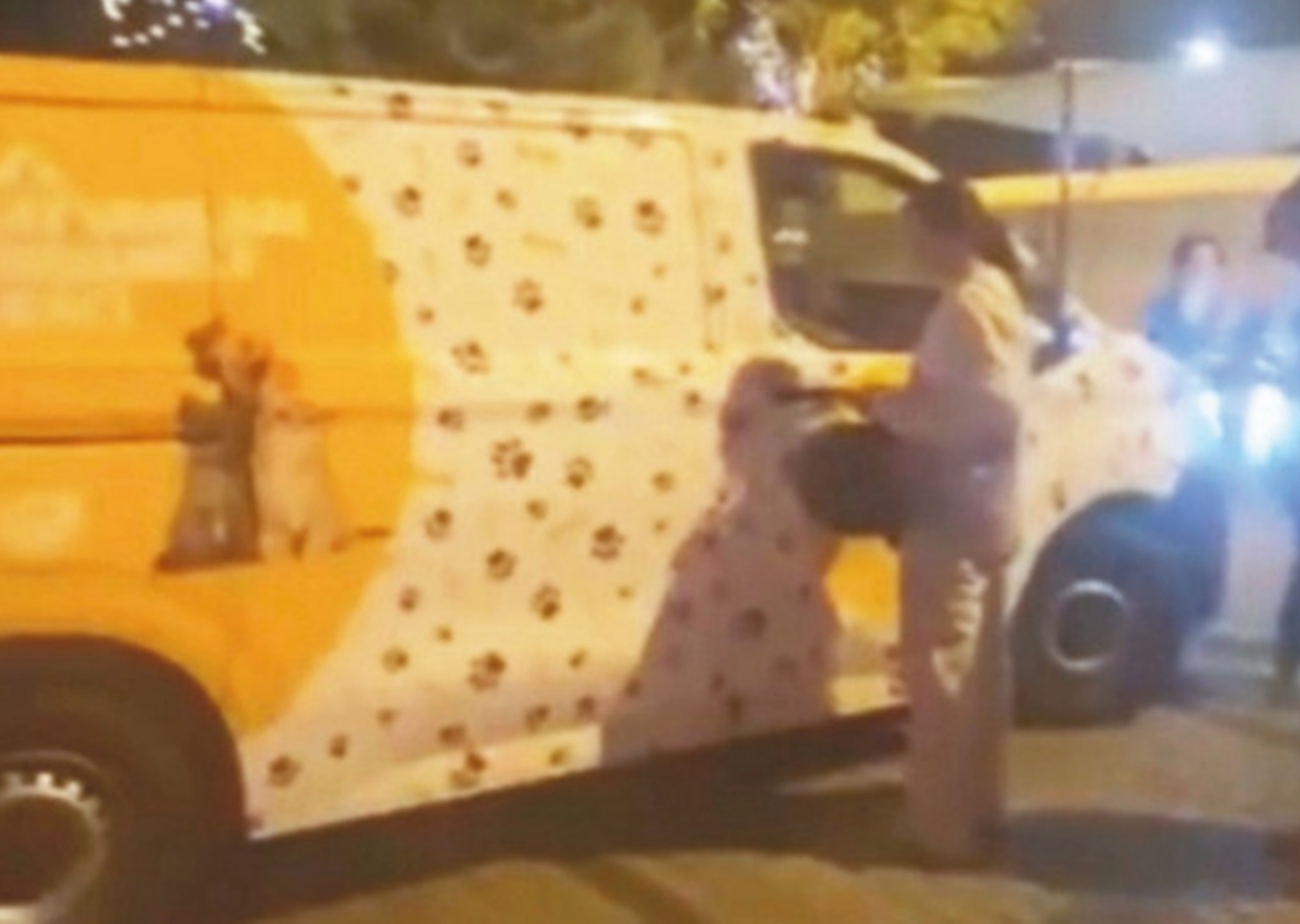 Hayvansever kisvesi altında başıboş köpekleri toplayan görevlileri engellediler! Fatih'te belediye ekiplerine saldırı