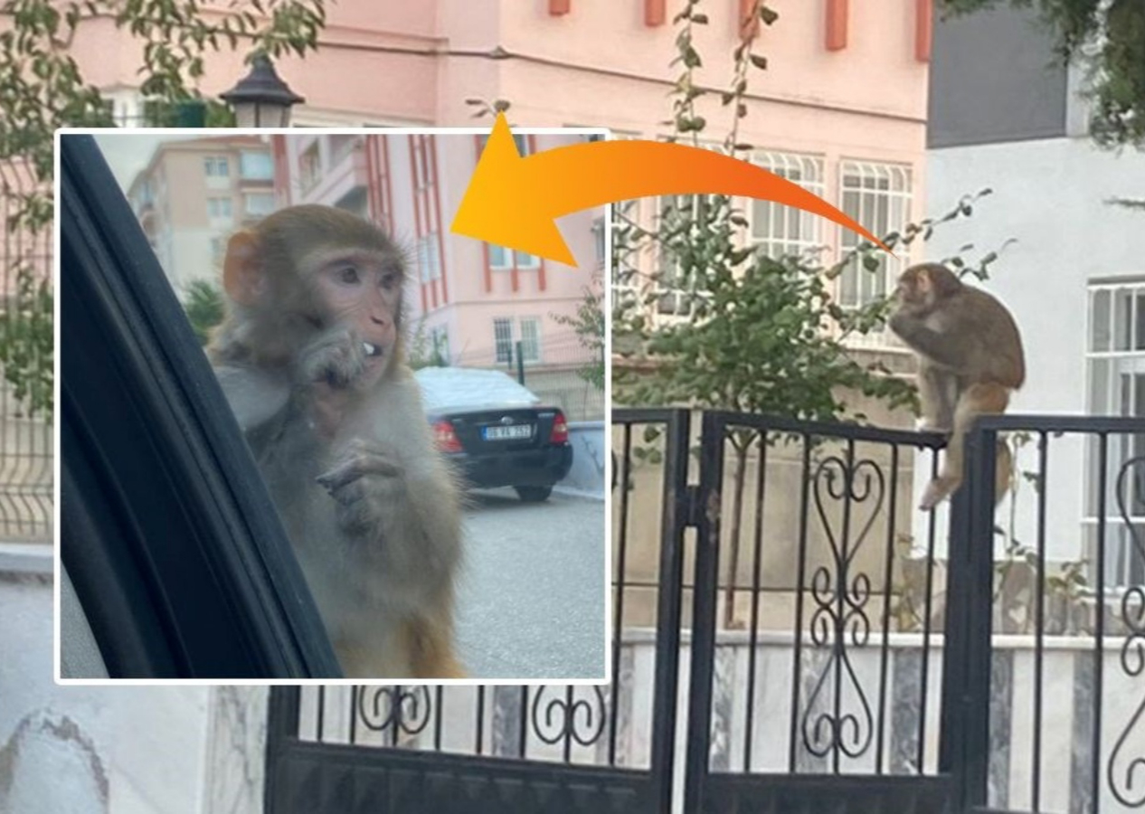 Çorum'da maymun paniği! Isırdığı genç kız hastanelik oldu... Ekipler her yerde bu maymunu arıyor