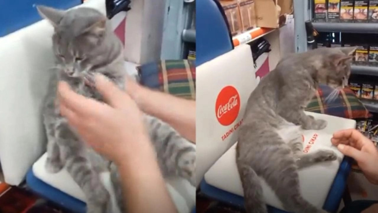 Rize'de fazla bal yiyen kedi, işte böyle komaya girdi!