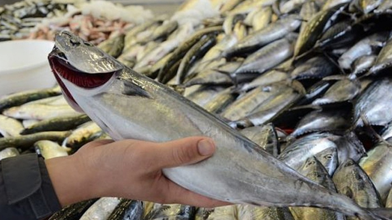 Av sezonu başladı! Balık tezgahlarında palamut fiyatları düştü