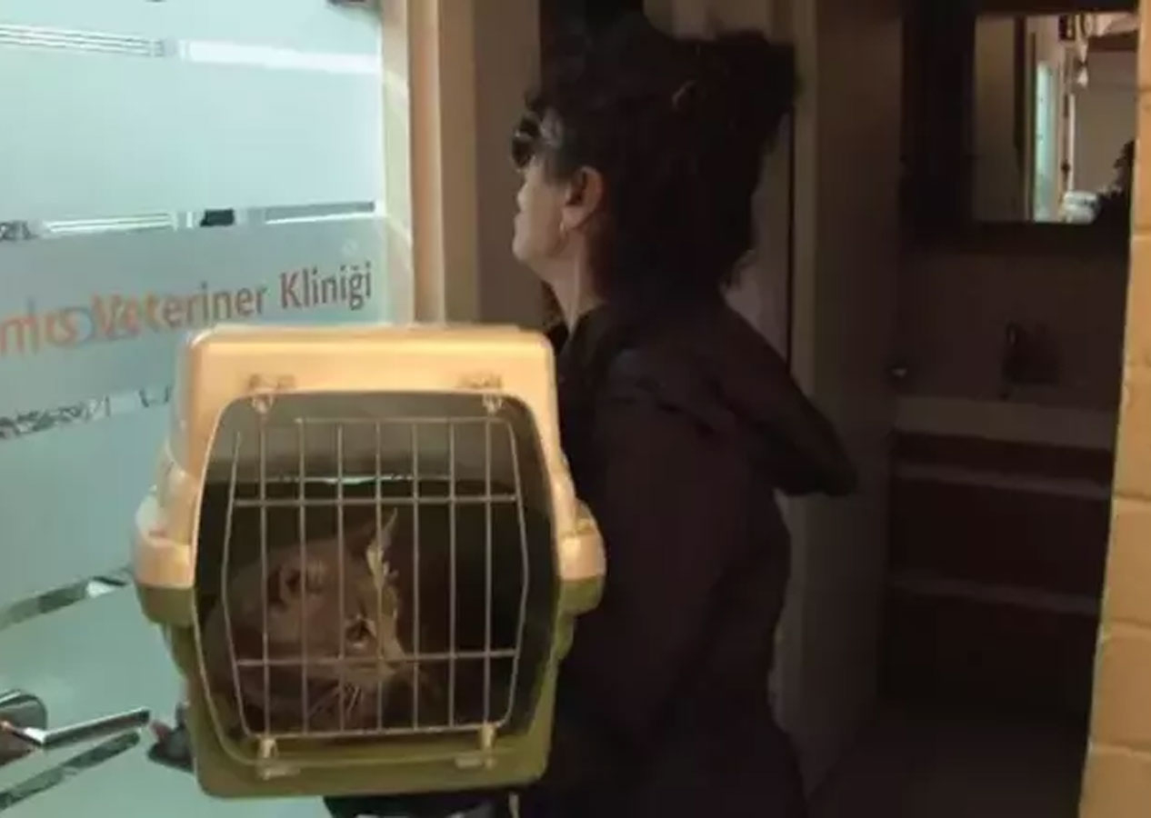 Kadıköy'de korkunç olay! 15'ten fazla kedi zehirlenerek öldü