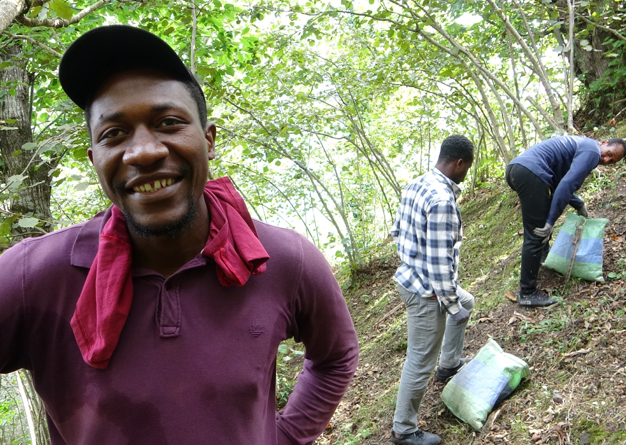 Giresun'da fındığı Afrikalı öğrenciler topluyor, yerli işçi bulmak zor ve daha maliyetli