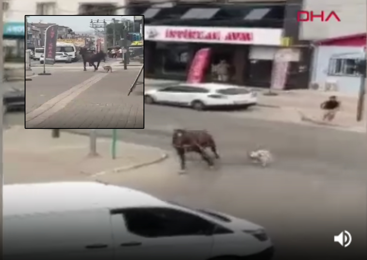 Bursa'da başıboş pitbull dehşeti! Bu kez kocaman ata saldırdı