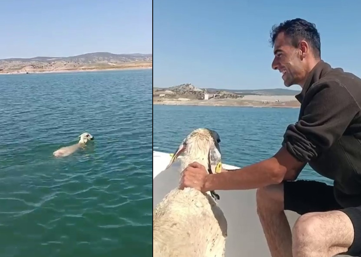 Köpekten kaçan koyun baraja düştü, balıkçıklar tarafından kurtarıldı