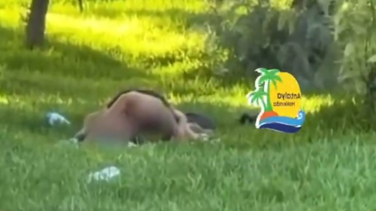 Mide bulandıran görüntüler bu kez Antalya'dan! Ulu orta ilişkiye girdiler