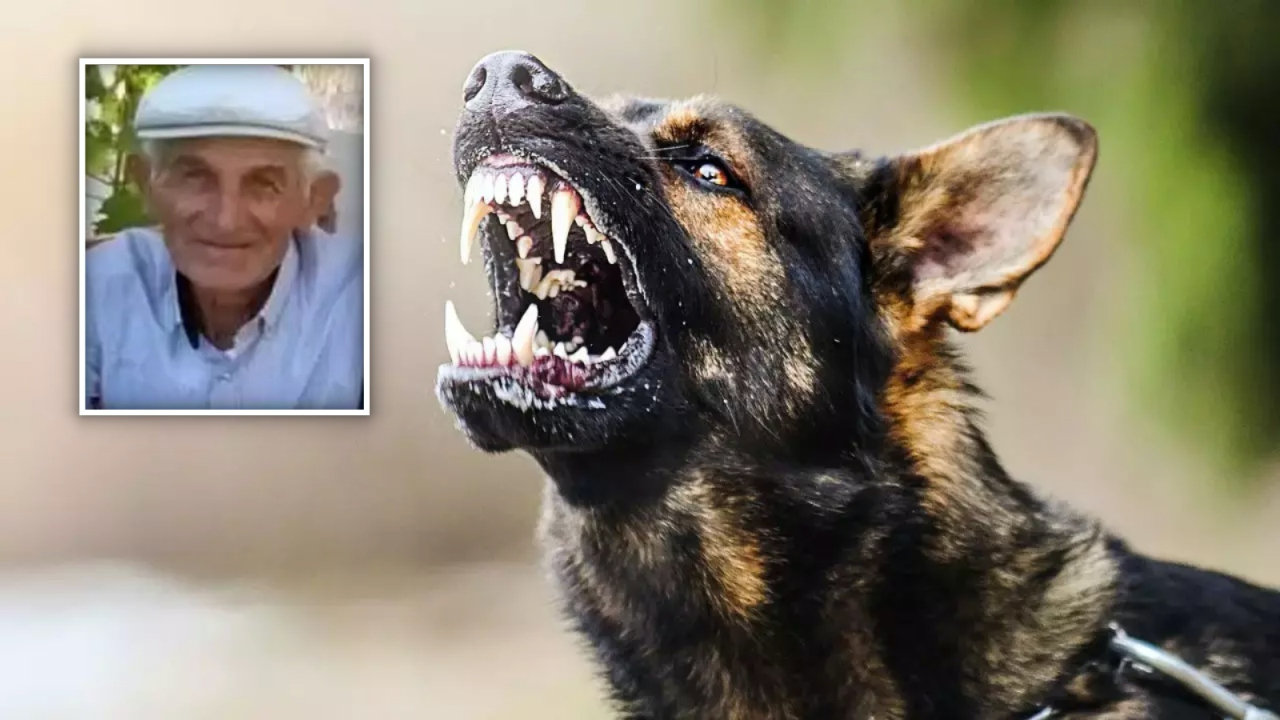 CHP'li başkanın inadı can aldı! 72 yaşındaki Osman Şanlı başıboş köpek saldırısında hayatını kaybetti
