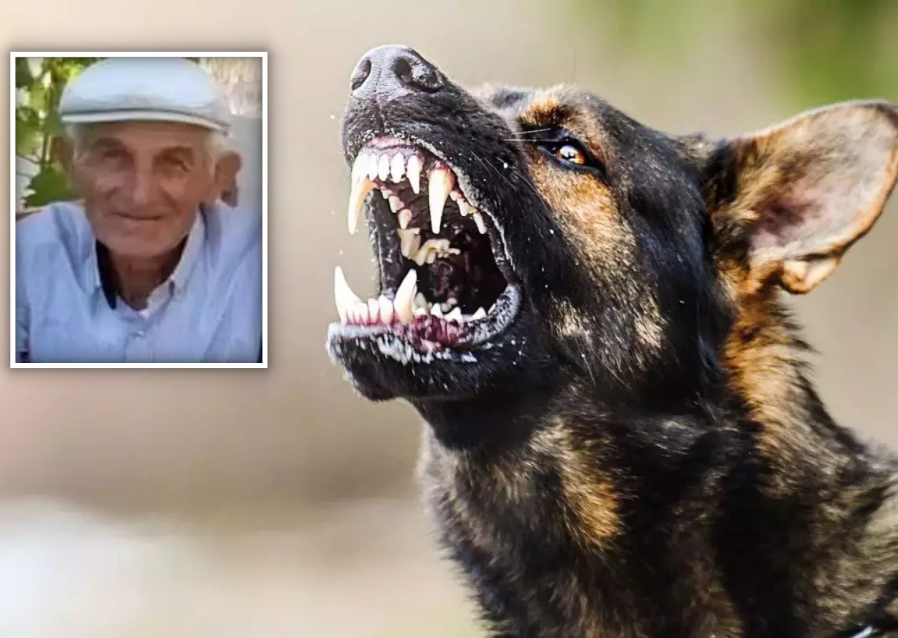 CHP'li başkanın inadı can aldı! 72 yaşındaki Osman Şanlı başıboş köpek saldırısında hayatını kaybetti