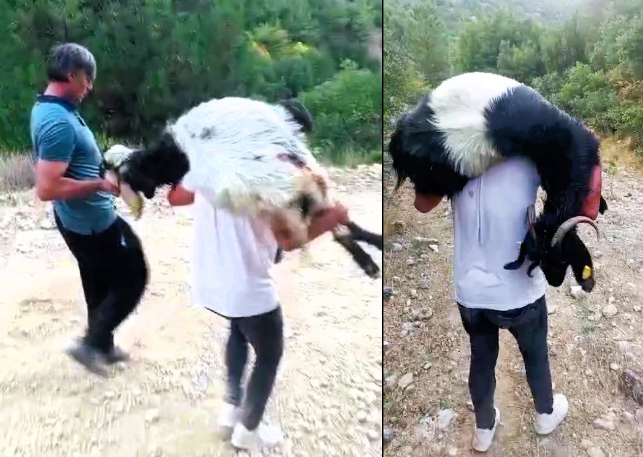 Denizli'de vahşet: Keçi sürüsünü kurşuna dizen cani her yerde aranıyor