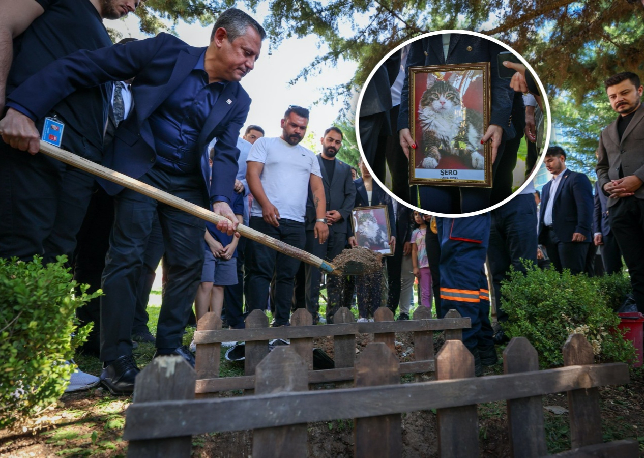 CHP'nin medyatik kedisi Şero öldü! CHP Genel Merkezi'nde cenaze töreni düzenlendi! Özgür Özel toprak attı...