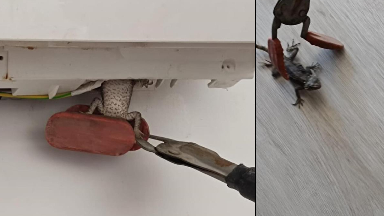 Hatay'da ev klimasına giren bukalemun için itfaiye çağırdılar