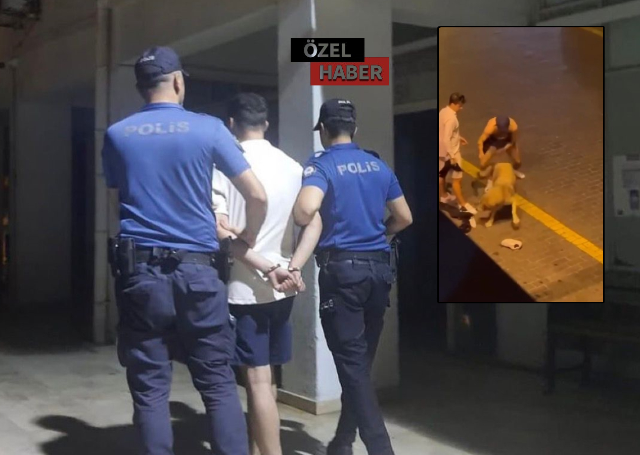 Kaş'taki köpek tacizcisi turist tutuklandı! Sosyal medyadaki görüntüler tepki çekmişti