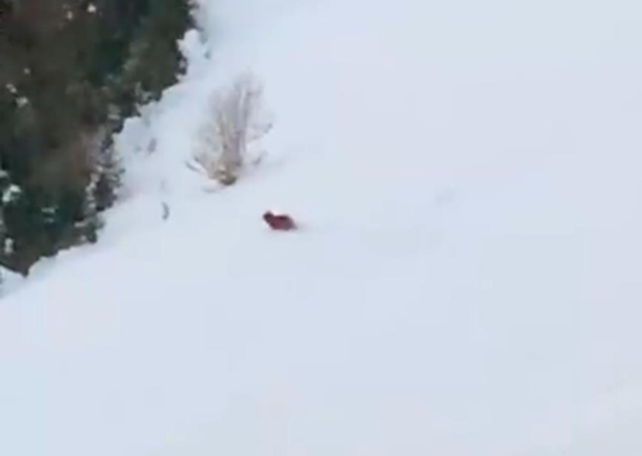 Rize'de vatandaş kış uykusuna yatmayan ayıya seslendi! Çabuk doğru yatağa