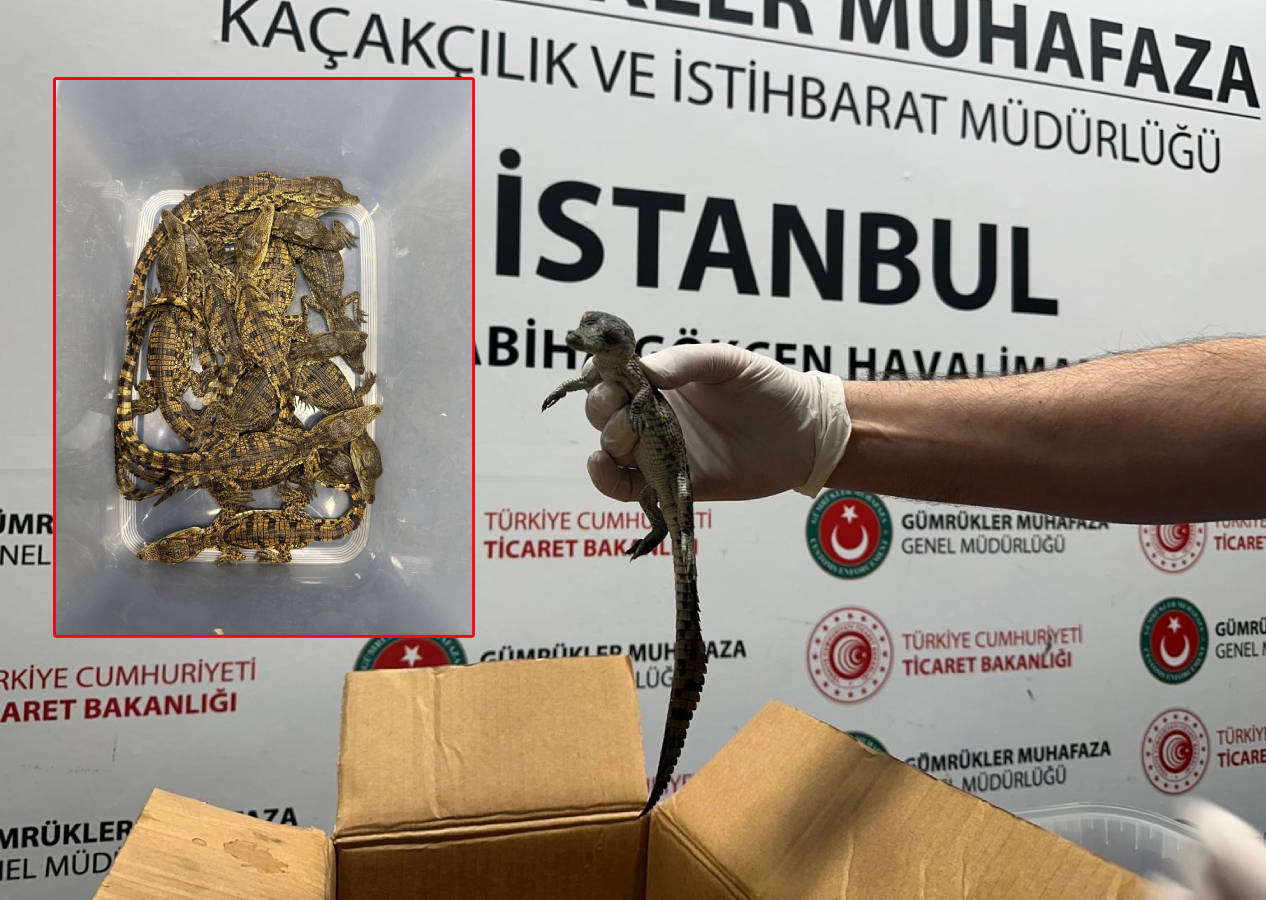 Nil Timsahı kaçakçılığı: Türkiye'ye sokulan timsah ve varanlara el konuldu