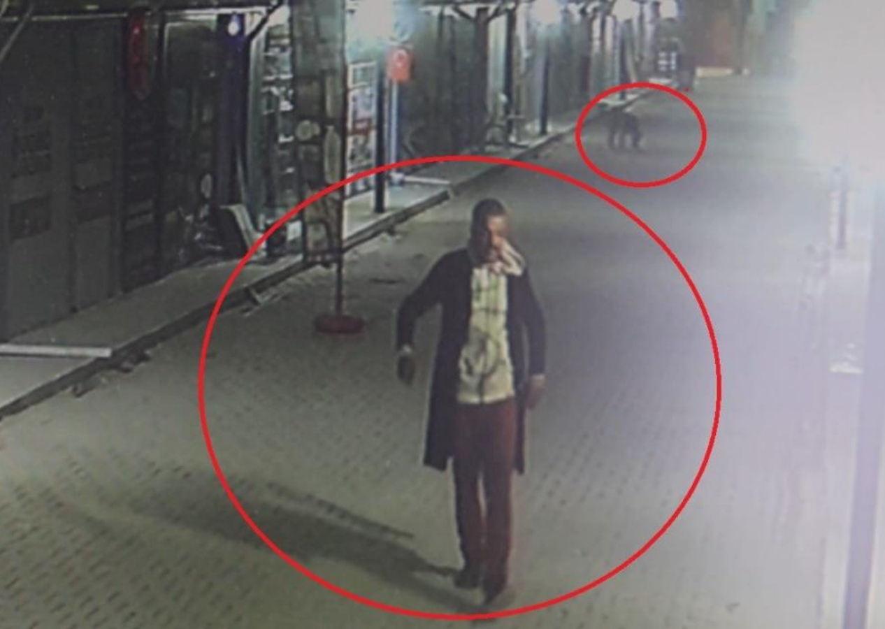 Böyle canilik görülmedi! Yavru kedileri köpeklere parçalattı... Kan donduran görüntüler Hatay'dan..