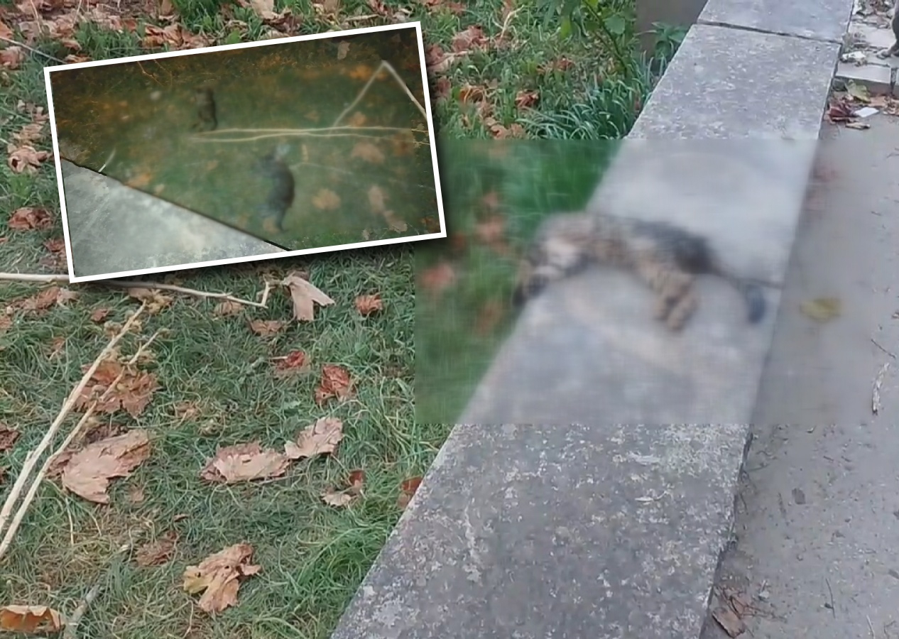 İstanbul'da kedi katliamı! 22 saat içinde 22 yavru kedi ölü bulundu...