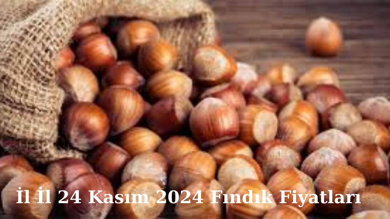 İl İl 24 Kasım 2024 Fındık Fiyatları Bugün: Akçakoca, Giresun, Ordu...