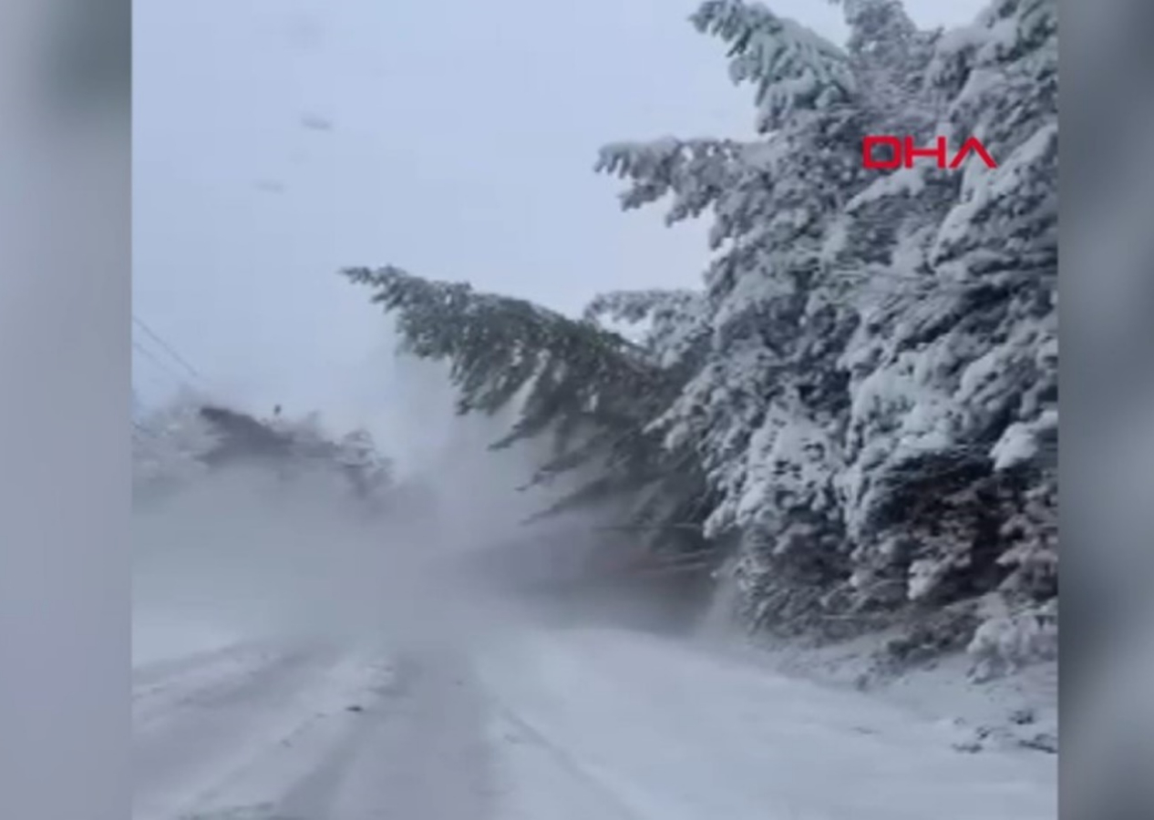 Bolu’da karla kaplanan bir çam ağacı, ağırlığa dayanamayarak yola devrildi