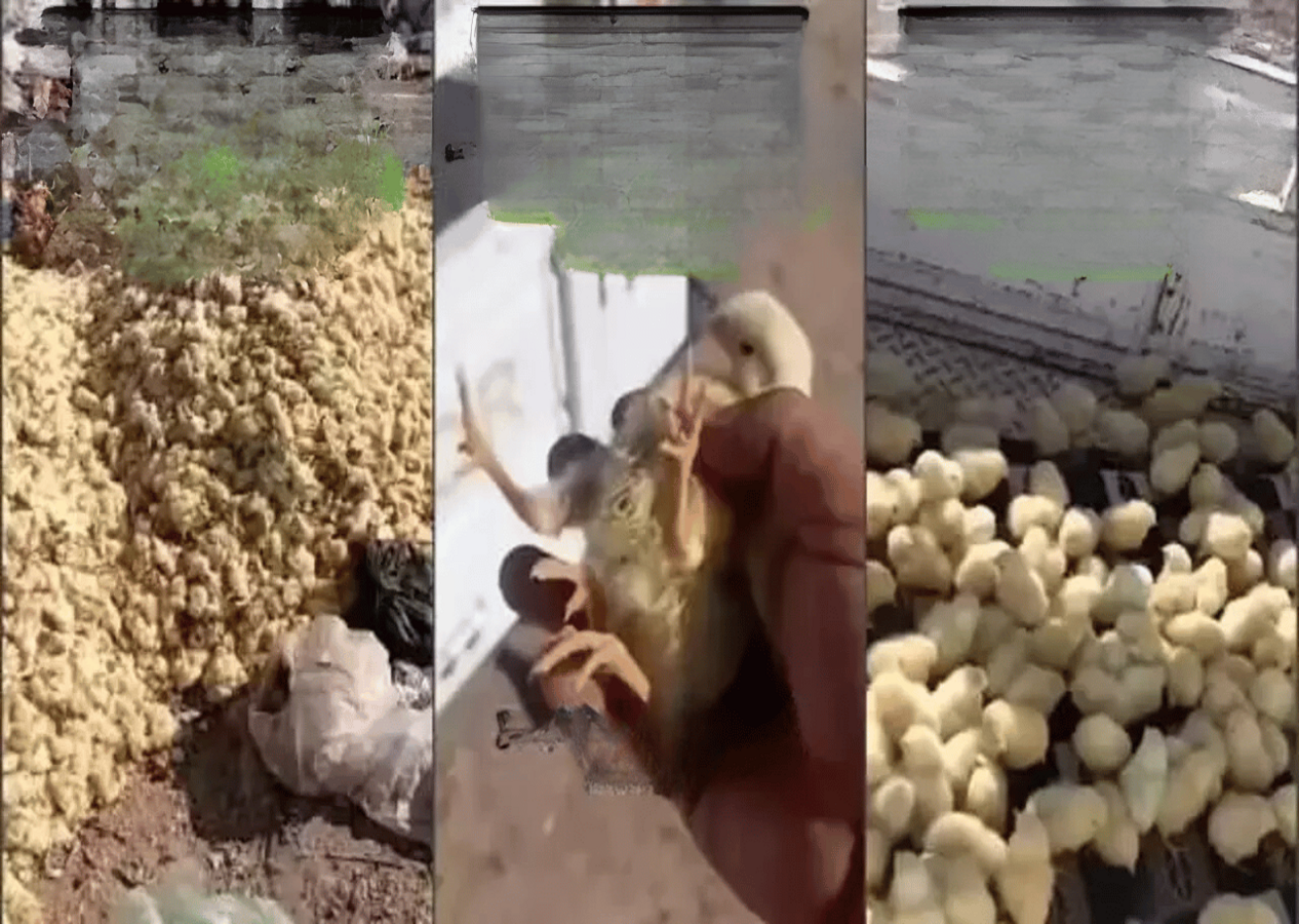 Böyle vicdansızlık görülmedi: Binlerce civcivi katledip çöpe attılar!