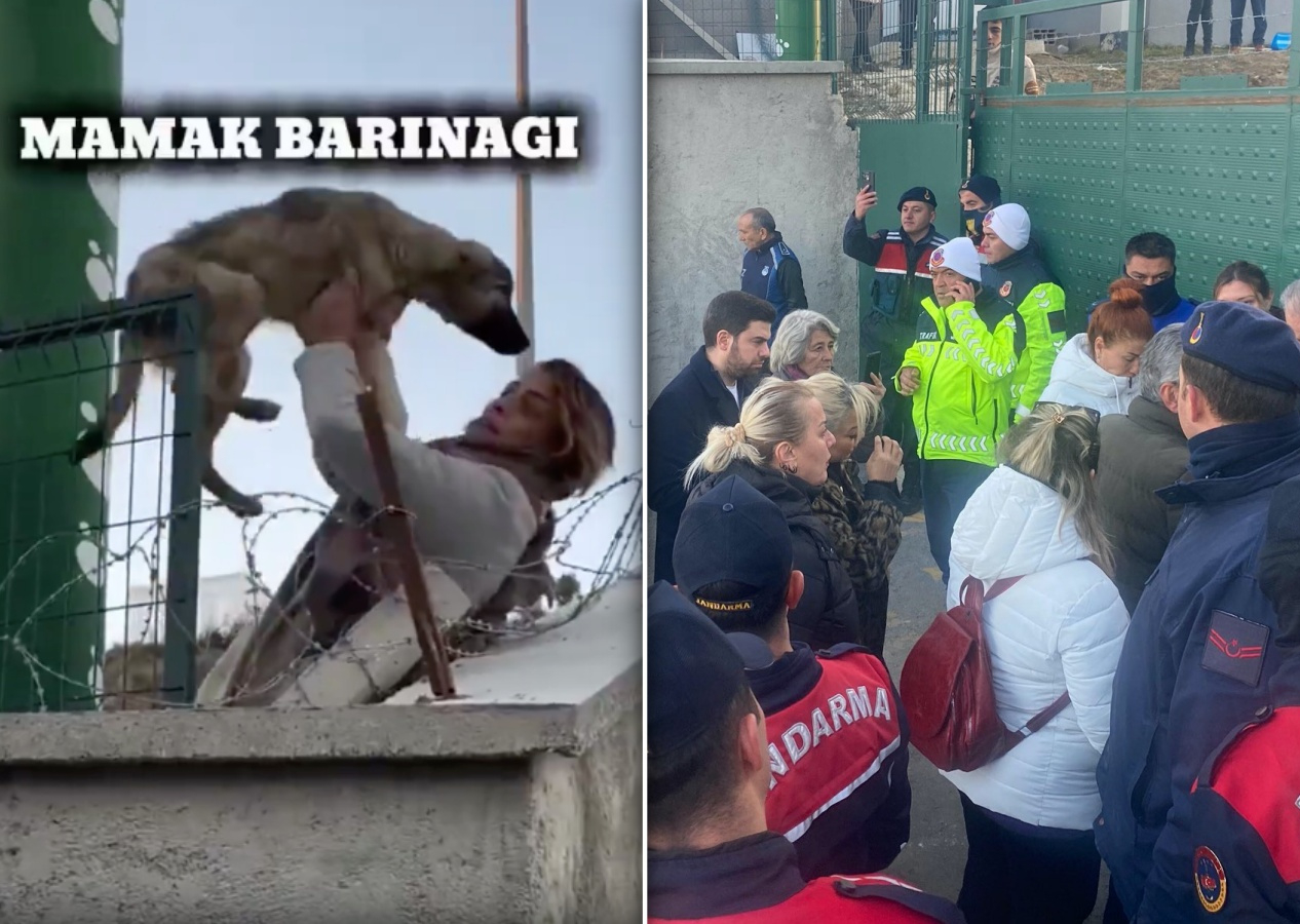 CHP'li Mamak Belediyesi'nde skandal! Köpekler açlıktan birbirini yedi... Barınaktaki köpekleri tek tek sokağa saldılar!