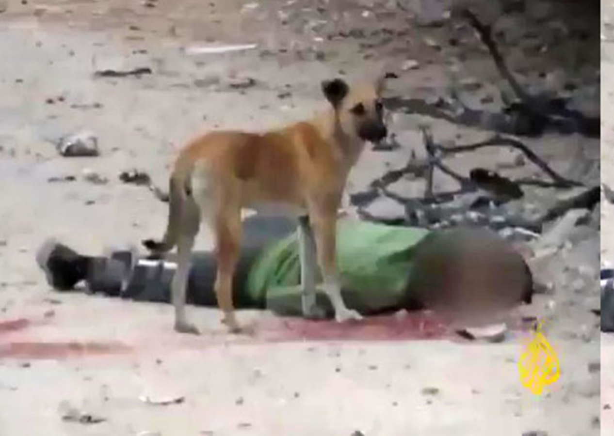 Gazze'den gelen görüntüler kan dondurdu! Katil İsrail, Filistinlilerin gömülmesine izin vermedi! Köpekler katledilen insanların cansız bedenlerini yedi, geriye kemikten başka bir şey kalmadı!