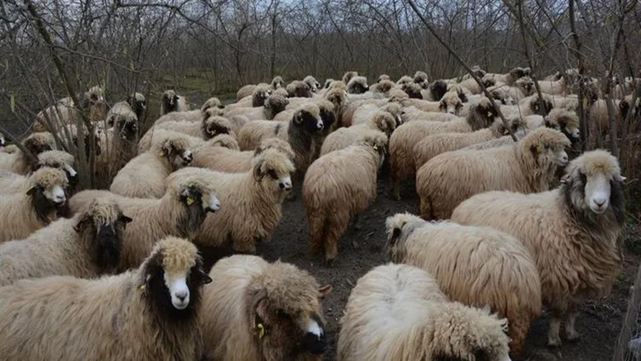 Kırşehir'de çiçek hastalığı alarmı: 13 köyde hayvan hareketi durduruldu!