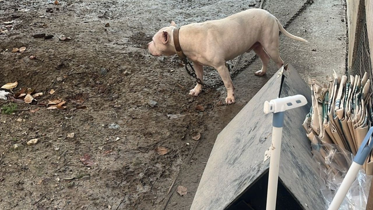 Yasaklı ırk dehşeti! Avcılar’da ağızlıksız gezdirilen Pitbull kediyi parçaladı!