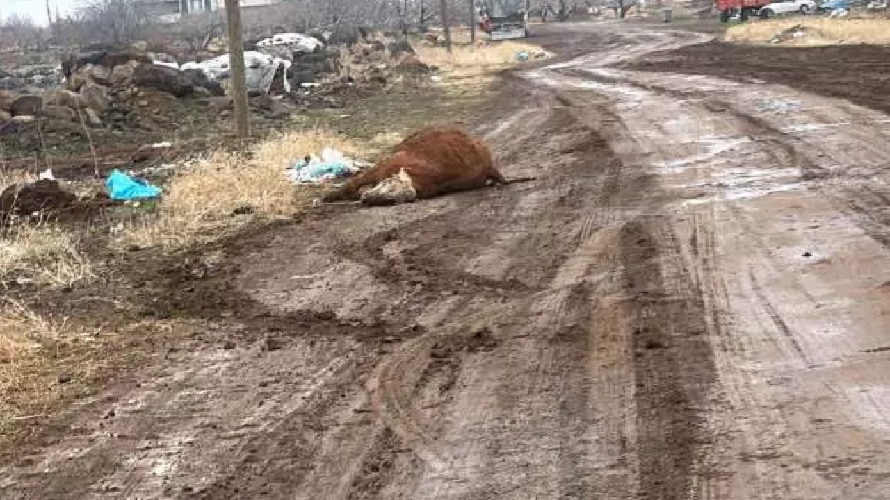 Şanlıurfa'da alarm! Hastalık sebebiyle hayvanlar telef oluyor