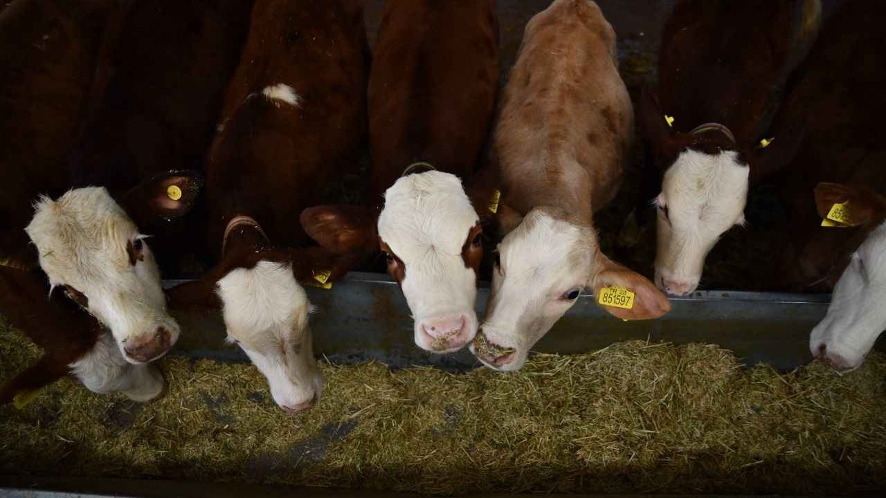 Avrupa ülkeleri teyakkuzda: Hayvanlarda 35 yıl sonra ortaya çıktı...