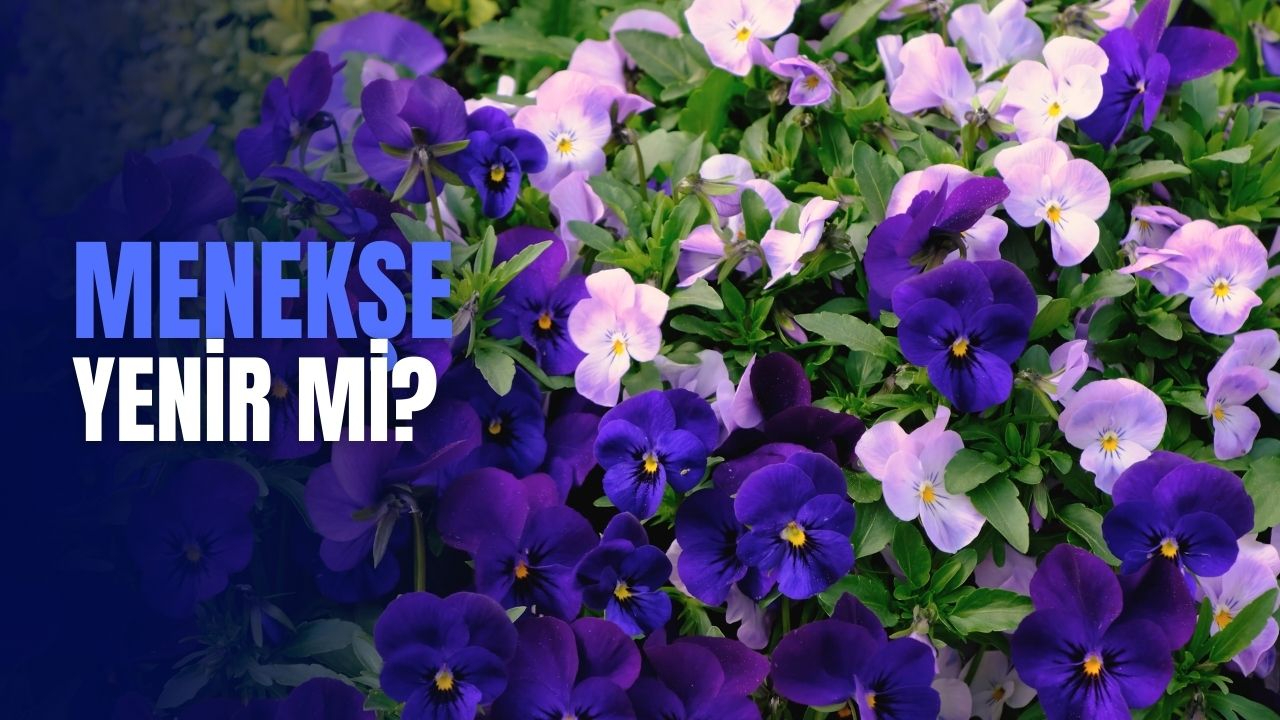 Menekşe yenir mi? Menekşe zehirli midir?