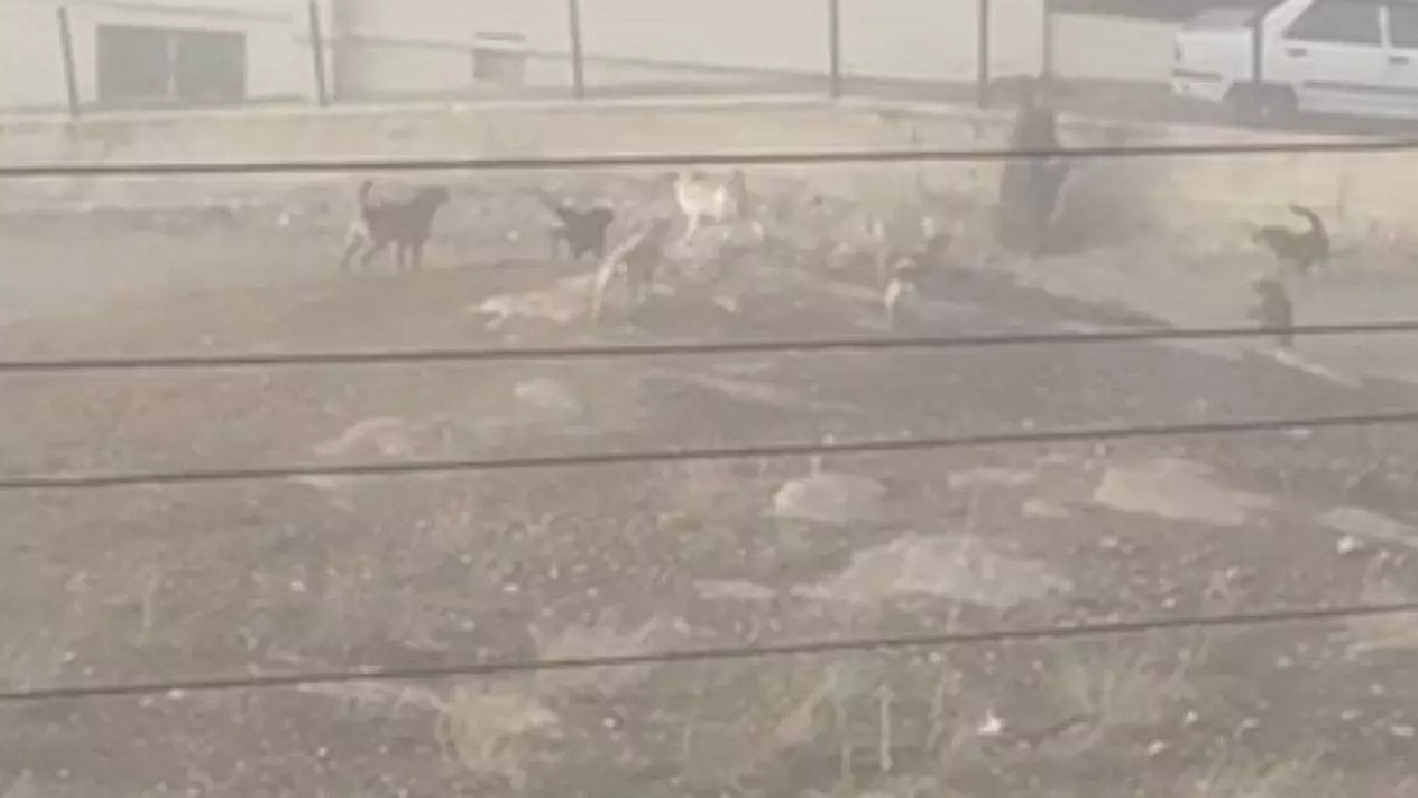 Ankara'da sokak köpekleri hamile kadına saldırdı, hastanelik oldu...