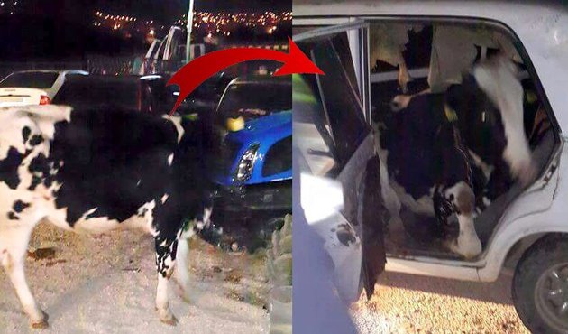 Antalya'daki hırsızlar, ineği otomobilin arka koltuğuna sığdırıp çaldılar!