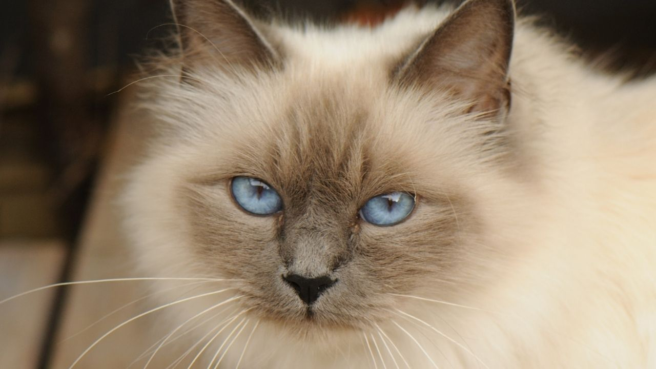 Blue Point Kedi Bakımı ve Özellikleri