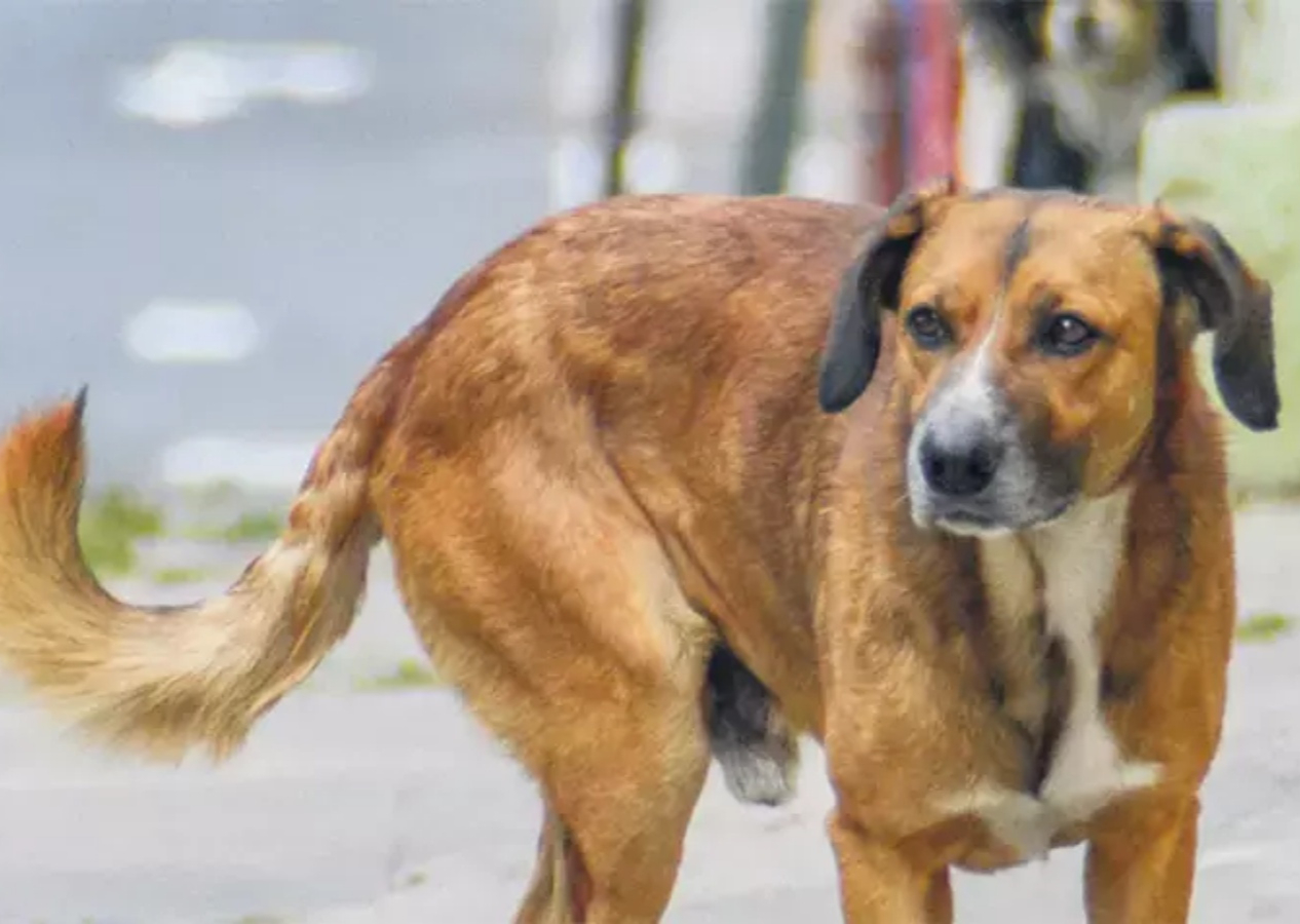 Köpek başına 72 bin TL ceza! Belediyelere kaçış yok... İşte 11 Şubat Salı gazete manşetleri! Hürriyet, Milliyet, Sabah, Takvim, Türkiye manşetleri...