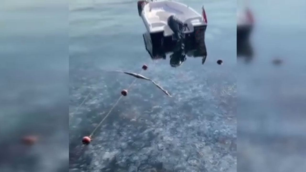 İstanbul'da korkutan görüntü! Sarıyer'de binlerce denizanası kıyıya vurdu!