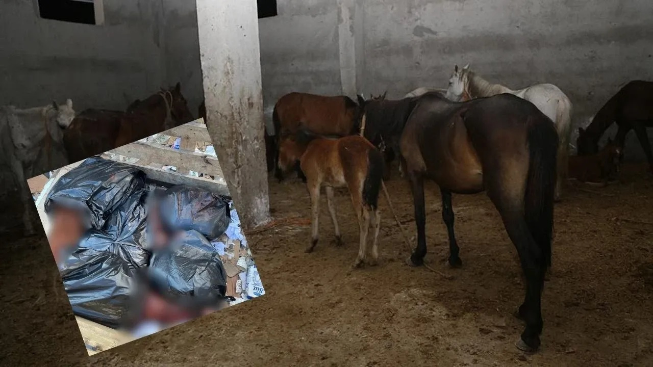 Ramazan ayında piyasaya süreceklerdi! İzmir'de kaçak at kesimine suçüstü
