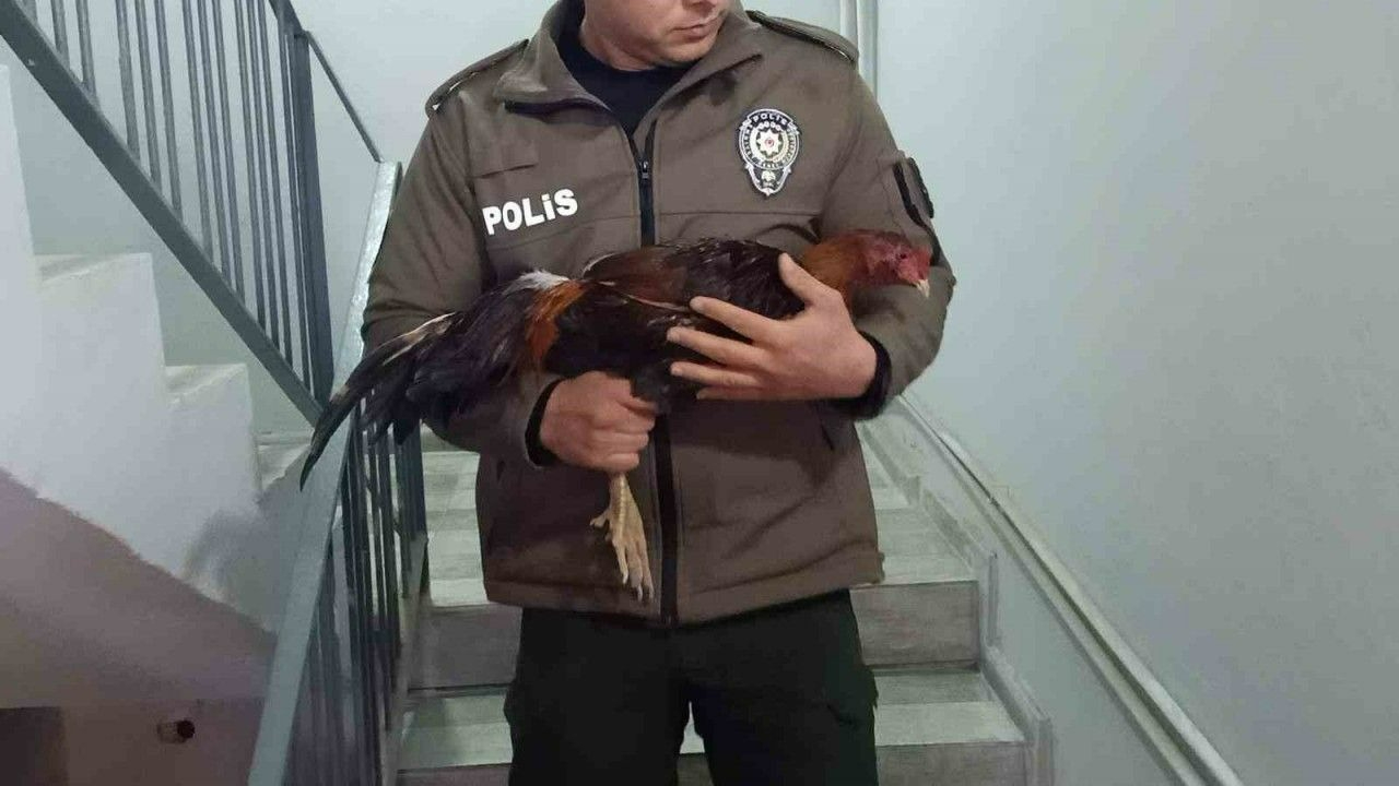 Mersin'de son dakika! Horoz dövüşüne binlerce liralık ceza!