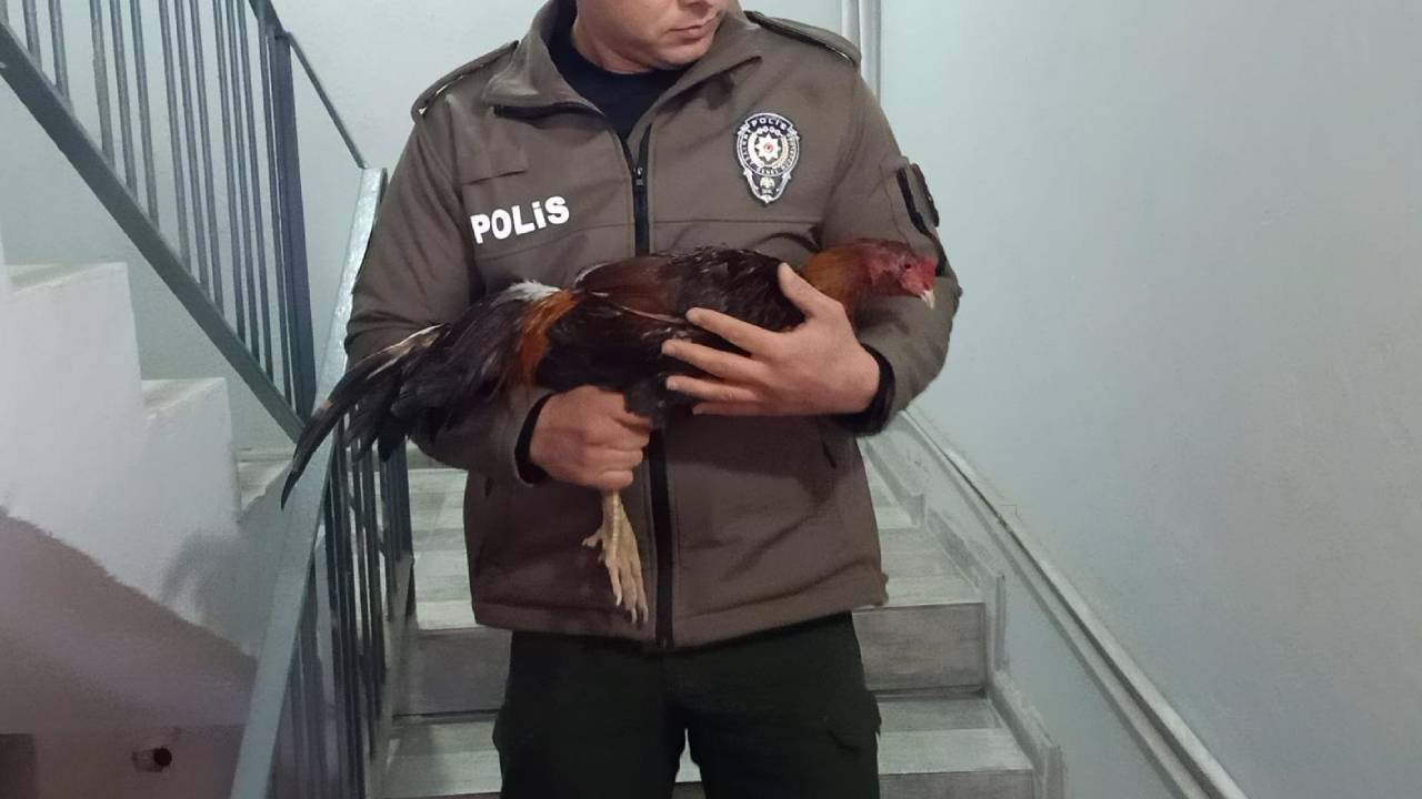 Mersin'de horoz dövüştürenlere 1.2 milyon TL ceza! 21 horoz koruma altına alındı