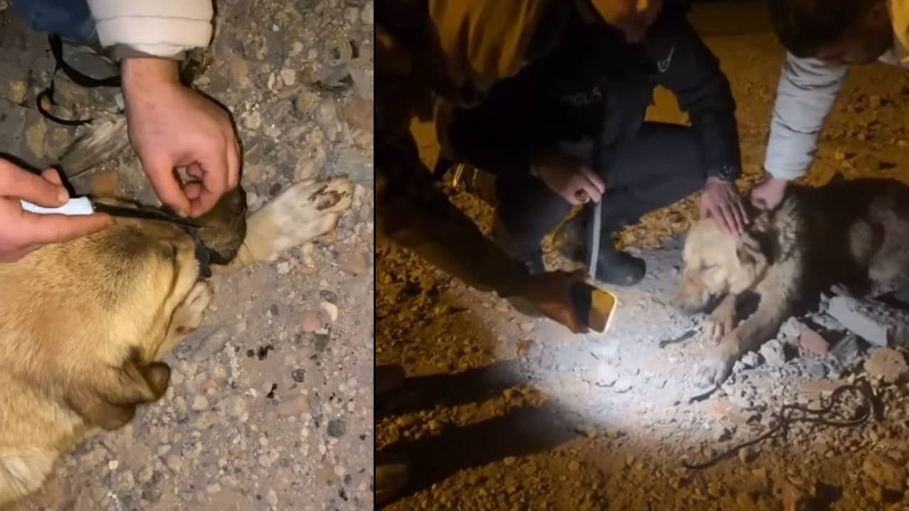 Bunu yapan insan olamaz! Köpeğin ağzını iple bağlayıp ölüme terk ettiler