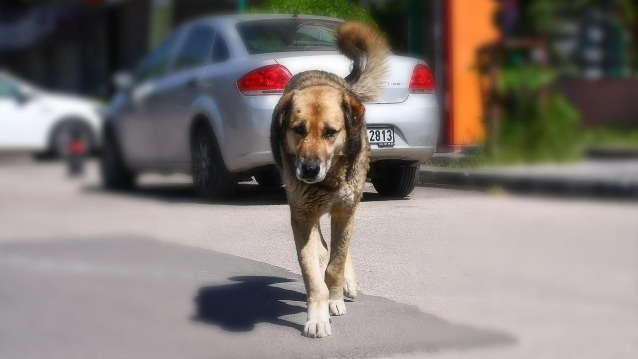Köpeğini sokağa bırakan yandı! Ankara'da ceza oranı belirlendi!
