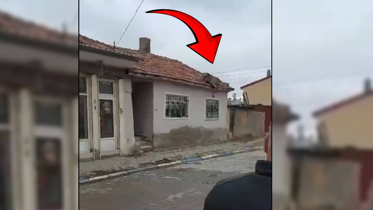 Sokak köpeklerinden kaçan geyik 4 metre yüksekliğindeki evin çatısına sığındı!