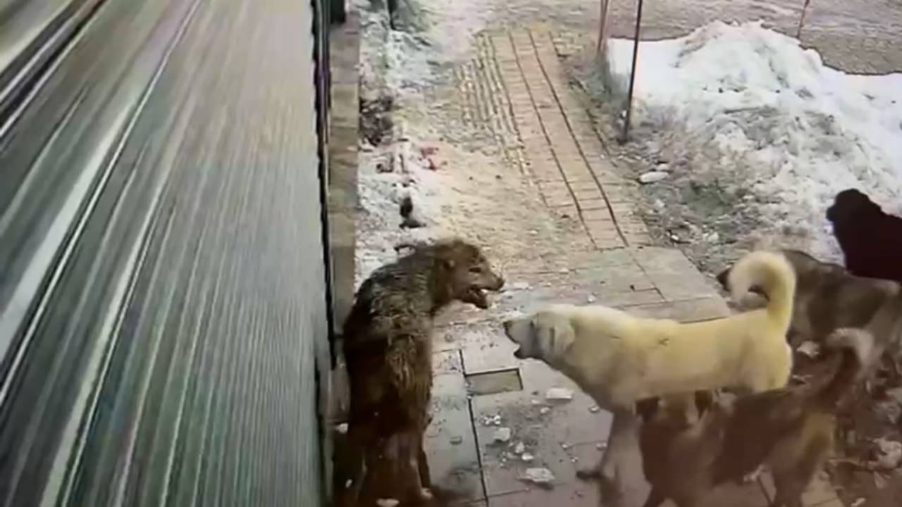 Sokak köpekleri bu kez şehre inen kurda saldırdı